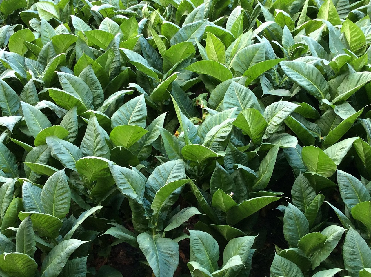 Raw Leaf Sourcing